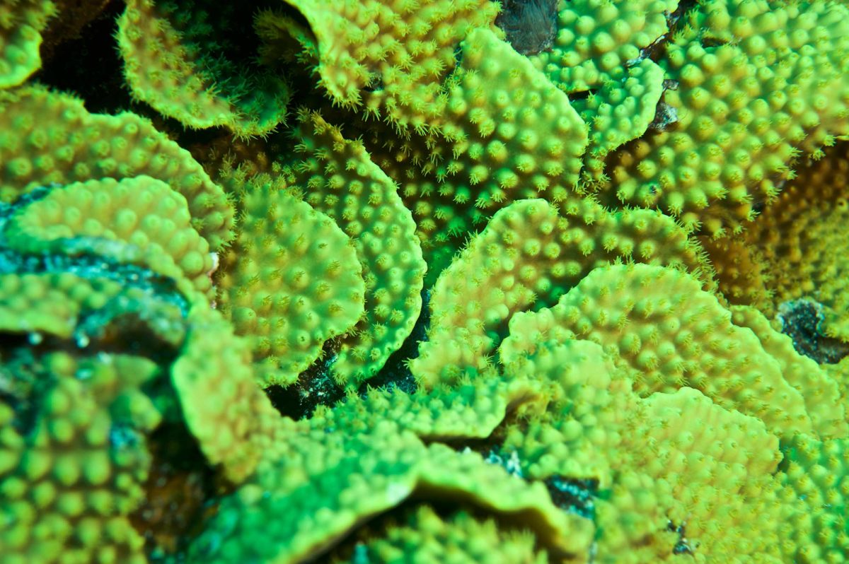 18_Coral-Colors