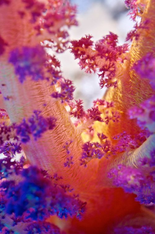 1_Coral-Colors
