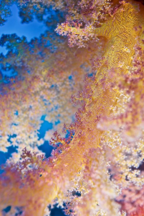 4_Coral-Colors